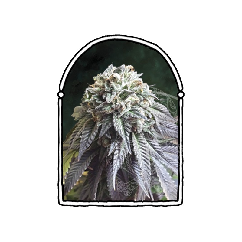 The Kush Brothers - The Dark Side (3f)