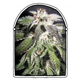 The Kush Brothers - Confidencial OG (3f)