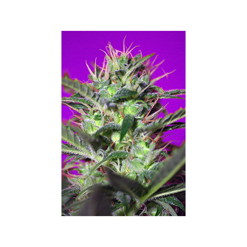 Sweet Seeds - Botafumeiros (3+1 promo)