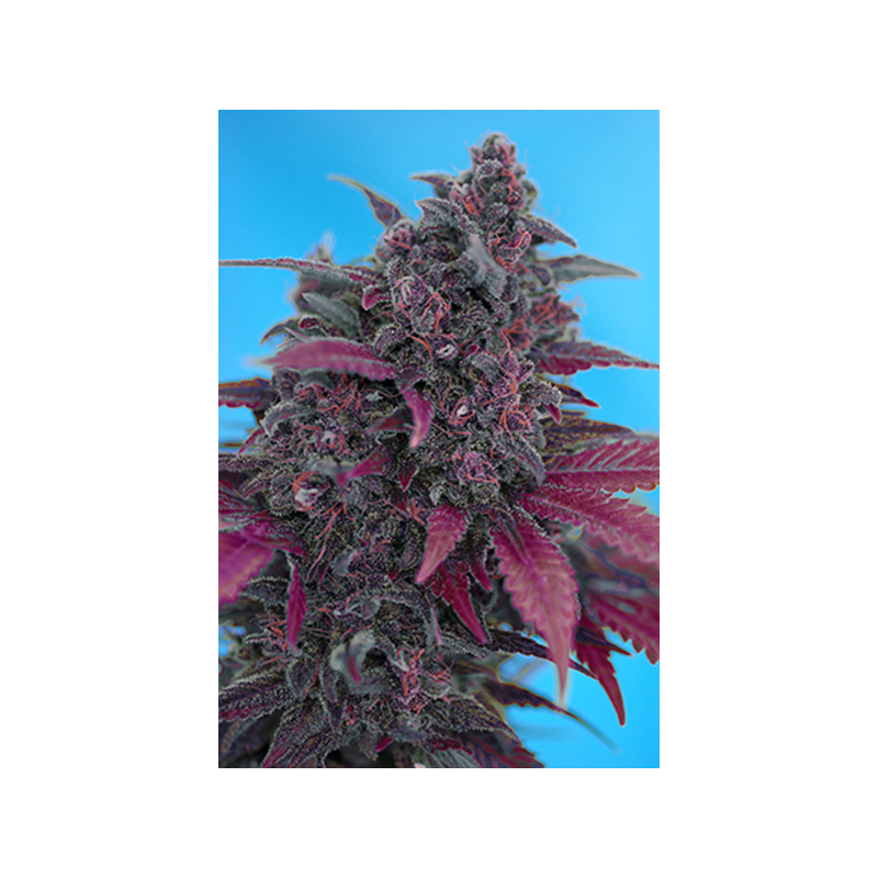 Sweet Seeds - Dark Devil Auto (5+2 promo)