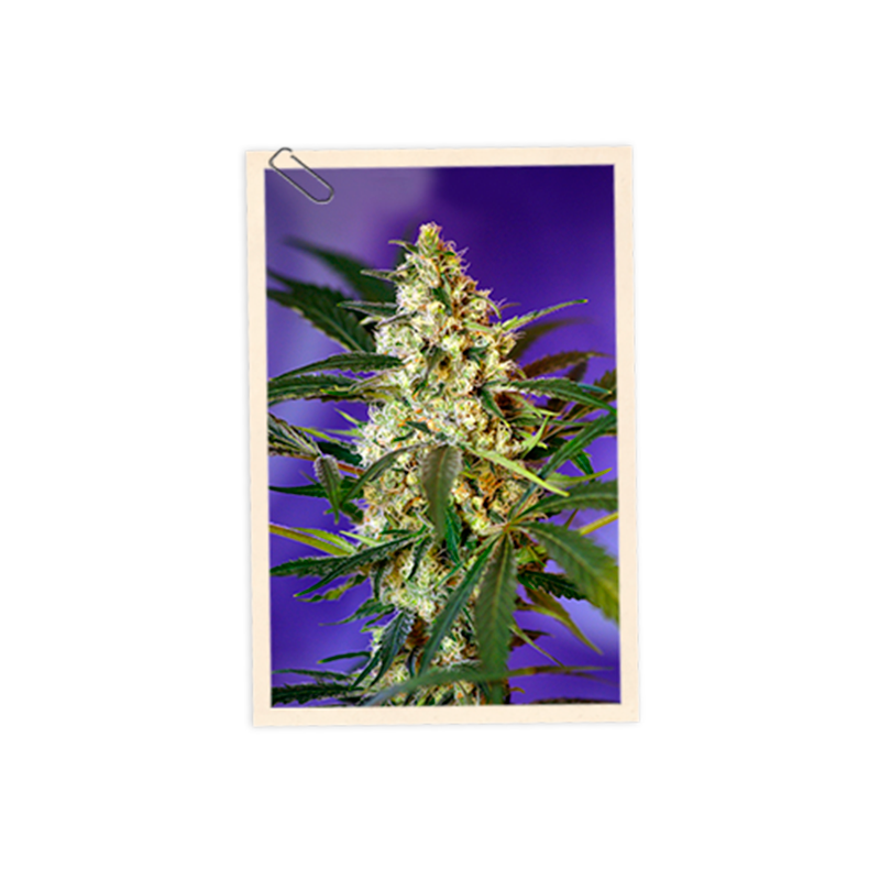 Sweet Seeds - Auto Fast Bud (5+2 promo)