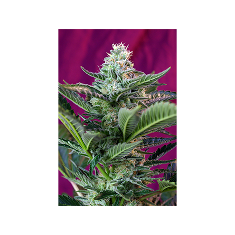 Sweet Seeds - Moham Ram Auto (5+2 promo)