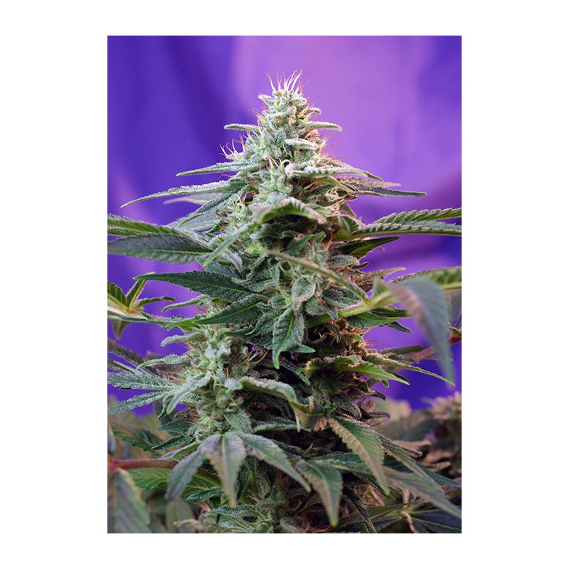 Sweet Seeds - Sweet Special Auto (5+2 promo)