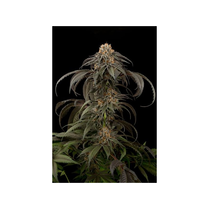 Dinafem - Purple Afghan Kush (1f)