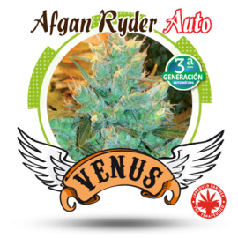 Venus Genetics - Afgan Ryder Auto (3f)