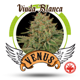 Venus Genetics - Viuda Blanca (5f)