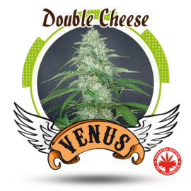 Venus Genetics - Double Cheese (3f)