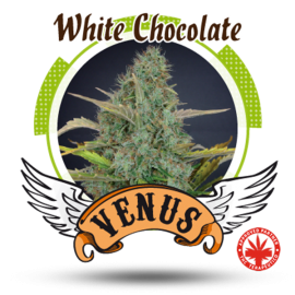 Venus Genetics - White Chocolate (3f)