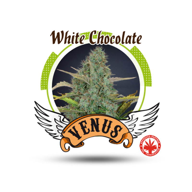 Venus Genetics - White Chocolate (3f)