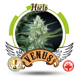 Venus Genetics - Hielo (3f)