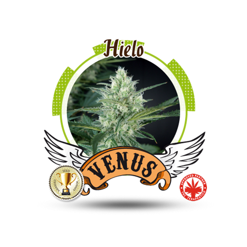 Venus Genetics - Hielo (3f)