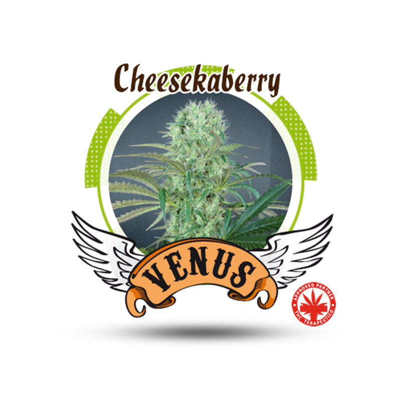 Venus Genetics - Cheese Kaberry (5f)