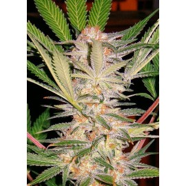 S.A.D. SWEET AFGANI DELICIOUS 25 SEMILLAS SWS02 SWEET SEEDS