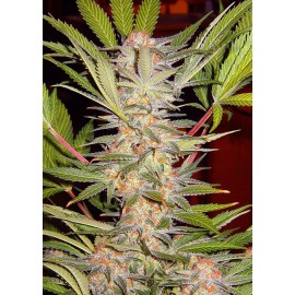 S.A.D. SWEET AFGANI DELICIOUS F1 FAST VERSION 5+2  SWEET SEEDS